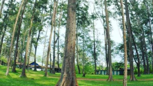Eksplorasi Wisata Hutan Pinus Samboja yang Menyejukkan Jiwa